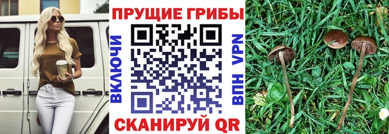 Галлюциногенные грибы Psilocybe  закладки  Полевской 